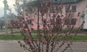 У Покрові вже 15 тисяч зареєстрованих ВПО: як працює соціальна сфера