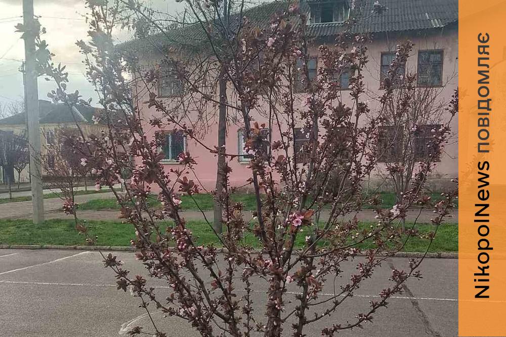 У Покрові вже 15 тисяч зареєстрованих ВПО: як працює соціальна сфера