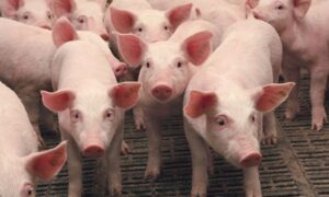 Африканська чума свиней — на Нікопольщині мешканців закликають посилити біобезпеку у господарстві