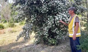 Білий жасмин проти чорного попелу: історія про незламного чарівника-садівника з Нікопольщини