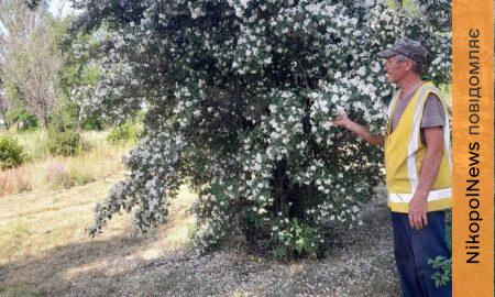 Білий жасмин проти чорного попелу: історія про незламного чарівника-садівника з Нікопольщини