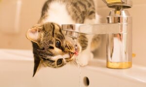 Аварія: у Нікополі 28 червня відключили воду в одному з районів