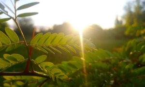 Хмарно і дощ: якою буде погода у Нікополі 4 червня