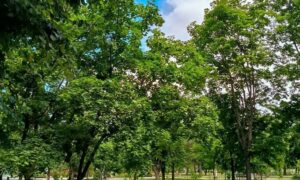 Погода у Нікополі