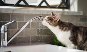 Аварія: у Нікополі 2 червня відключили воду в одному з районів