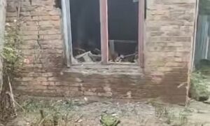 Їх господарів убили росіяни: у Нікополі волонтерка ризикувала життям, щоб забрати з двору загиблих мами і сина осиротілих тварин (відео)