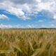 як на Дніпропетровщині завершили посівну