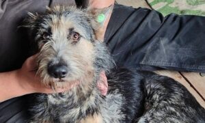Після кількох прильотів залишилася з пораненою лапкою: у Нікополі шукають дім для собаки Лінди