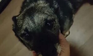 Врятований після жорстокого побиття: у Нікополі шукають дім для песика Пікачу (відео)