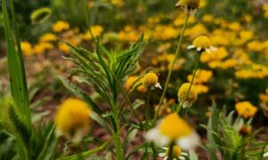 погода у Нікополі 28 червня