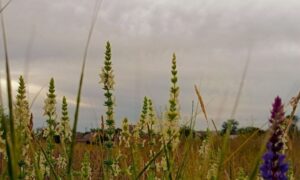 погода у Нікополі 3 червня