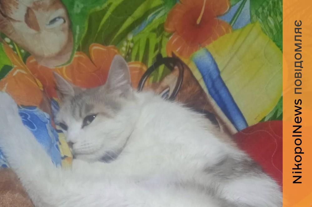 у Нікополі