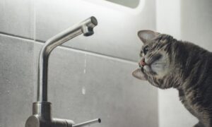 У Томаківці 30 червня тимчасово відключили воду: названо причину