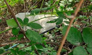 Викинули з рушником і баклажкою води…. Історія алабая у Нікополі зі щасливим кінцем