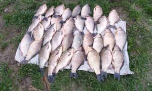 100 000 грн за 60 сріблястих карасів і одного сазана: у Нікополі судили рибалку