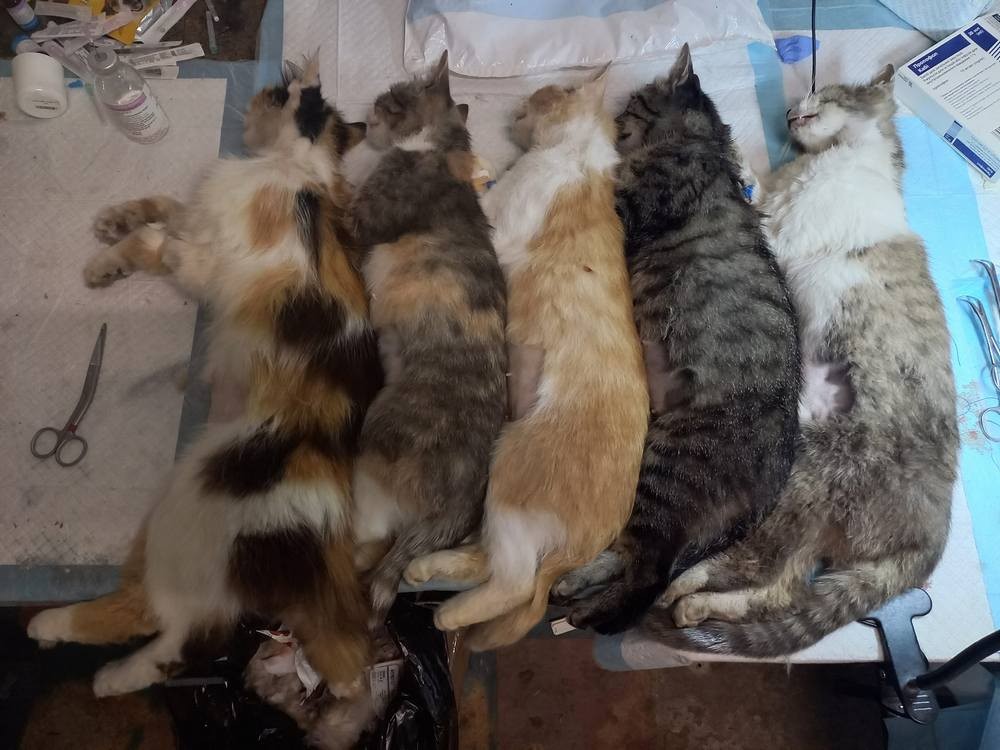 2023 коти 1 2023 коти 1