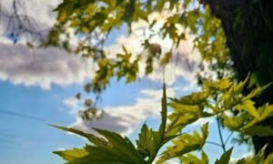 Погода у Нікополі