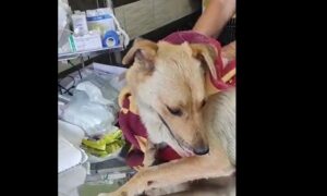 Відкритий перелом і ураження личинками: у Нікополі рятують травмовану собаку (відео)