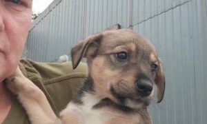Ледь не загинув після нападу собак: у Нікополі шукають дім для цуценяти