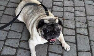 Знайшли мокрого і нещасного... У Нікополі викинули на вулицю мопса під час виїзду за кордон: волонтери шукають для нього нову родину