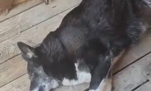 3 дні ховалася під будкою: у Нікополі врятували собаку, яка пережила смерть господарки (відео)