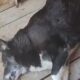 3 дні ховалася під будкою: у Нікополі врятували собаку, яка пережила смерть господарки (відео)