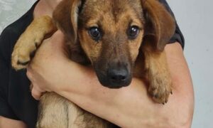 У Нікополі врятованому з-під плит щеняті діагностували перелом таза: є шанс уникнути операції (фото)