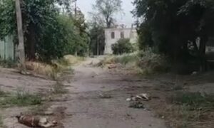 «Живого місця немає»: у Нікополі волонтери врятували пораненого собаку зі старої частини міста (відео)