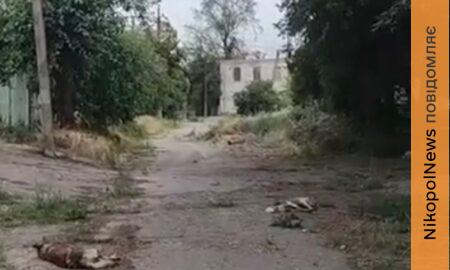 «Живого місця немає»: у Нікополі волонтери врятували пораненого собаку зі старої частини міста (відео)