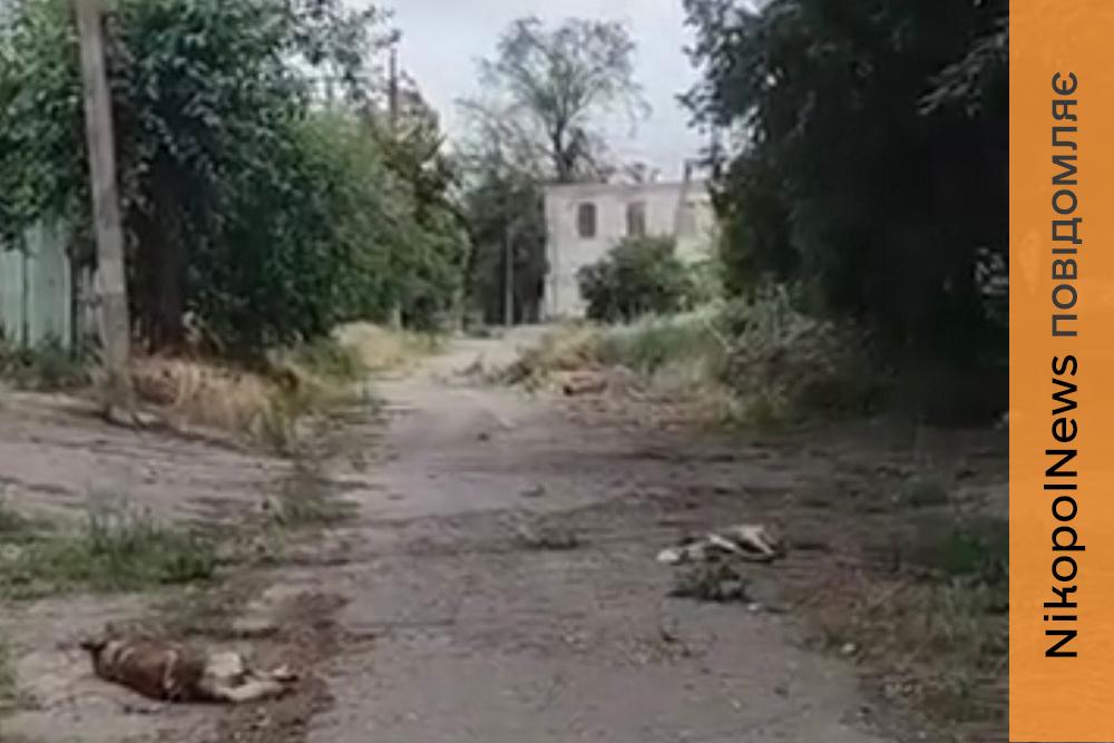 «Живого місця немає»: у Нікополі волонтери врятували пораненого собаку зі старої частини міста (відео)
