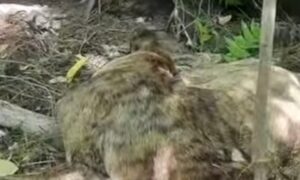 У Нікополі пес кілька днів ходив із сіткою, що передавила лапу: тварину вдалося врятувати