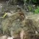 У Нікополі пес кілька днів