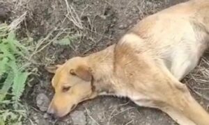 «Ветеринари радили евтаназію»: у Нікополі волонтерка бореться за життя собаки зі зламаним хребтом