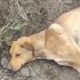 «Ветеринари радили евтаназію»: у Нікополі волонтерка бореться за життя собаки зі зламаним хребтом