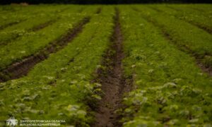скільки вже зібрали тонн картоплі та моркви на Дніпропетровщині 7