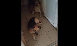 тварин у Нікополі