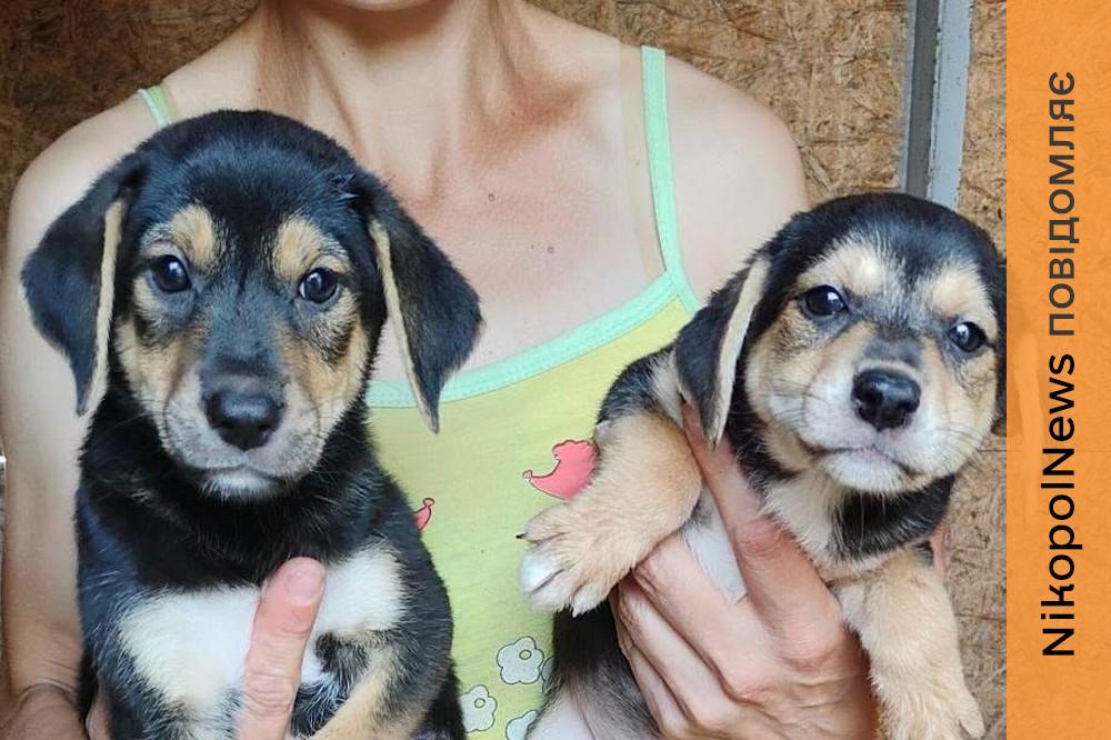 у Нікополі шукають
