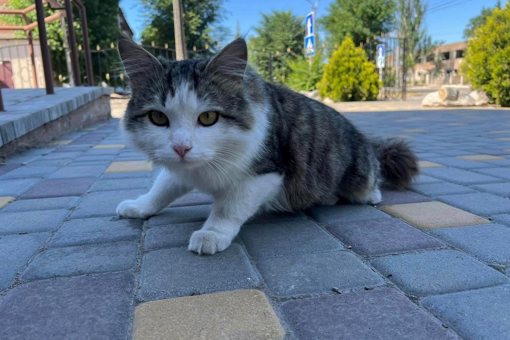 у Нікополі 2