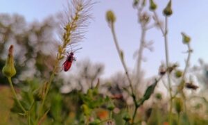 Погода у Нікополі