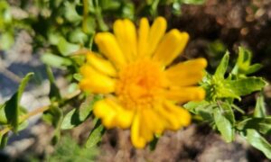 Погода у Нікополі