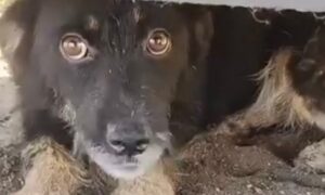 У Нікополі біля траси знайшли покинуте цуценя: для нього шукають дім або власників (відео)