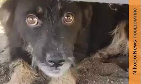 У Нікополі біля траси знайшли покинуте цуценя: для нього шукають дім або власників (відео)