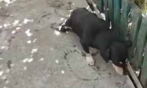 Опинився у притулку після евакуації господині: у Нікополі собаці-спинальнику потрібна допомога (відео)
