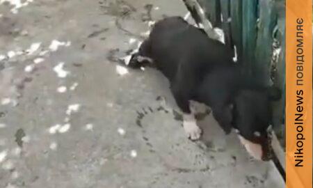 Опинився у притулку після евакуації господині: у Нікополі собаці-спинальнику потрібна допомога (відео)