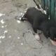 Опинився у притулку після евакуації господині: у Нікополі собаці-спинальнику потрібна допомога (відео)