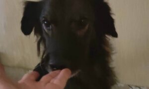 У Нікополі поранений пес втік після обстрілу та випадково зустрів свою рятівницю (фото)