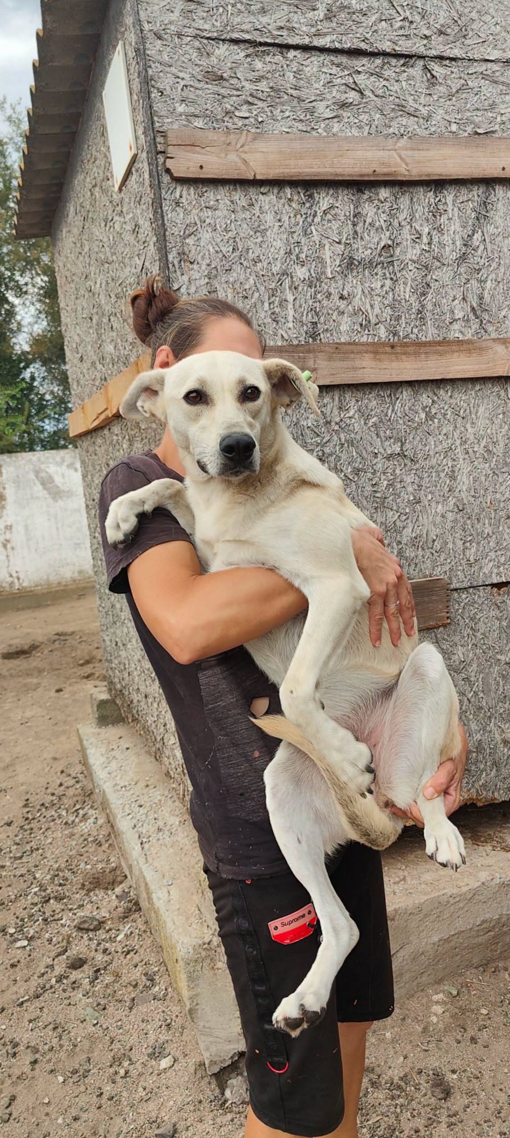 у Нікополі у Нікополі