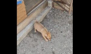 у Нікополіі