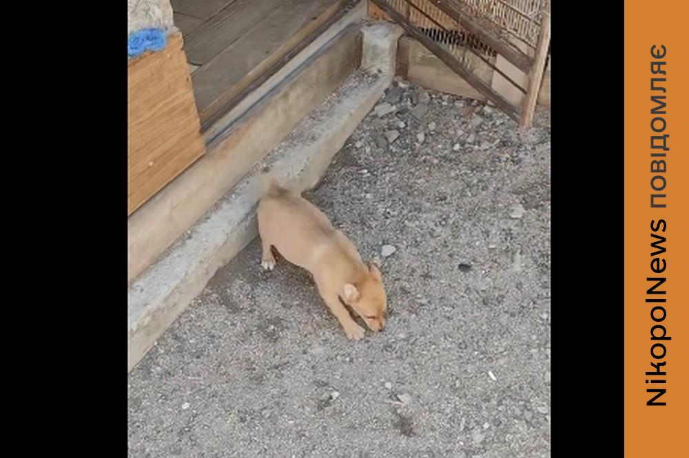 у Нікополіі