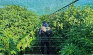 У Нікополі, Покрові і ще низці міст області провели операцію «Джентельмени» та виявили незаконні посіви коноплі (фото)